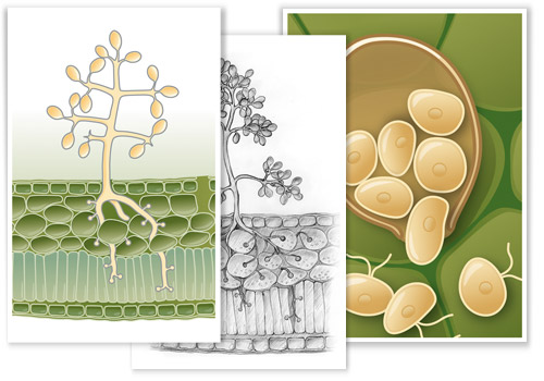 Phytophthora infestans